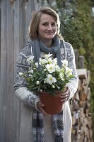 Woman with Helleborus niger (Christmas rose) in a pot