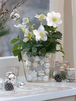 Helleborus (Christrose) mit Übertopf in Glas mit Christbaumkugeln