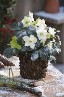 Yoghurt bucket with alder cone as a planter