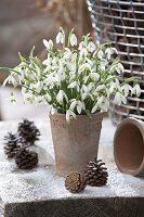 Strauß aus Galanthus (Schneeglöckchen) in Terrakotta-Vase