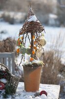 Bird feeder tree: Salix 'Kilmarnock' (catkin willow)