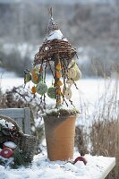 Vogelfutterbaum : Salix 'Kilmarnock' (Kätzchenweide)