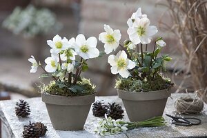 Helleborus niger (Christrosen) in Tontöpfen, kleiner Strauß aus Galanthus