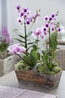 Dendrobium 'Polar Fire', Phalaenopsis 'Antwerpen' (Orchideen)