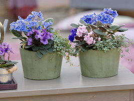 Saintpaulia ionantha (Usambara violets), Pilea glauca (cannon flower)