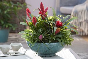 Planting a bowl with bromeliad (2/2)