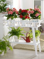 Begonia elatior (Begonie) und Farne auf Blumenständer