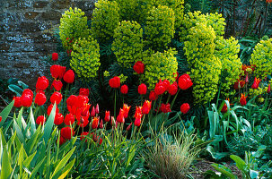 Frühlingsbeet mit Tulipa 'Queen of Sheba', roter Tulipa und Euphorbia characias 'Purple and Gold'