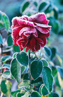 Erfrorene Rose 'Prospero'