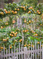 Apfel im Garten