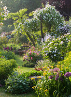 Allium christophii, Iris 'Roy Davidson', Rose 'Natalie' und Rose 'Belle Hélène'