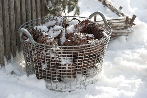 Snowy wire basket with cones of Pinus (pine) and Picea (spruce)