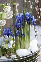 Iris reticulata 'Harmony' (Netziris), 'Katherine Hodgkin' (Dwarf iris)