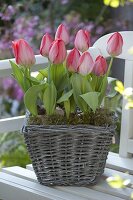 Korb mit Tulipa 'Red Paradise' (Tulpen) auf Holzbank