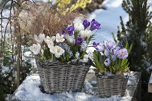 Crocus vernus 'Jeanne d'Arc', 'Remenbrance', 'Striped Beauty' (Crocuses)