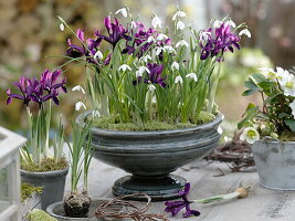 Galanthus nivalis (Schneeglöckchen) und Iris histrioides 'George'