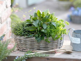 Kräuter-Kasten mit Lorbeer (Laurus nobilis), Petersilie (Petroselinum)