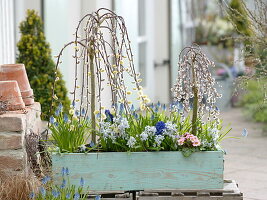 Frühlingskasten mit Salix caprea 'Kilmarnock' (Kätzchenweide), Muscari