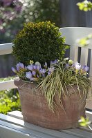 Winterproof terracotta bucket with box and crocus 2/2