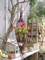 Hanging basket made of dogwood branches