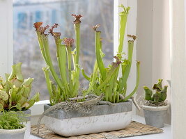 Window with carnivorous plants