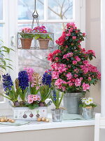 Rhododendron simsii (Indoor azalea) grown as a pyramid, Hyacinthus