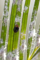 Australian ladybird (Cryptolaemus montrouzieri)