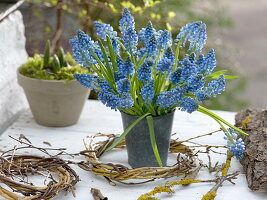 Bouquet of muscari (grape hyacinths) in grey vase