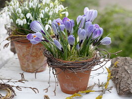 Crocus vernus 'Striped Beauty' (Krokusse), Galanthus (Schneeglöckchen)