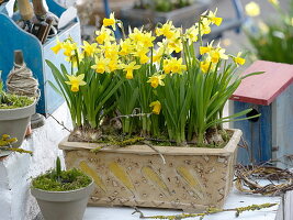 Narcissus 'Tete a Tete' (Daffodils) in handmade ceramic box