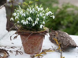 Galanthus (snowdrop) in clay pot, small wreath of twigs