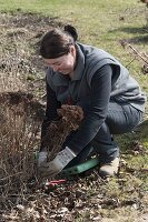 Woman cuts back Sedum telephium (sedum) in spring