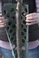 Woman puts plastic sleeve around fruit tree to protect trunk