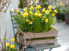 Narcissus (Narcissus) embedded in moss in wooden box placed on chair