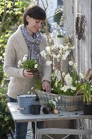 Frau bepflanzt Korb mit weißen Frühlingsblühern