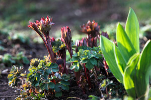 Austrieb von Aquilegia (Akeleien), Paeonia (Pfingstrosen), Blätter von Tulipa (Tulpen)