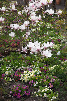 Magnolia soulangeana (Tulpen-Magnolie) in Beet mit Primula (Primeln)