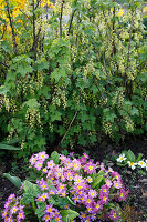 Blühende Johannisbeere (Ribes rubrum) mit Primula acaulis (Primeln)