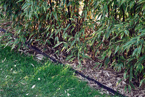 Phyllostachys nigra (Schwarzer Bambus)   Bild kaufen  12178860   Gartenbildagentur Friedrich Strauss