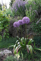 Allium 'Globemaster' (Zierlauch) Blüte von Juni-Juli, vor Mauer mit Salbei (Salvia) und Thymian (Thymus)