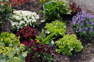 Gemischtes Beet mit Viola cornuta (Hornveilchen) und verschiedenen Salaten (Lactuca)