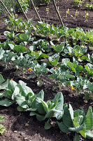 Gemüsegarten mit Spitzkohl, Brokkoli, Weißkraut, Wirsing und Kohlrabi (Brassica)