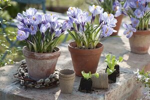 Crocus vernus 'Striped Beauty' in clay pots