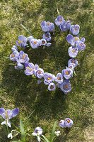 Crocus vernus 'Striped Beauty' (Krokusse) in Herzform im Rasen