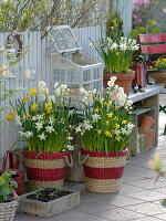 Narcissus 'White Tete a Tete', 'Jetfire', 'Bridal Crown' (Daffodils)