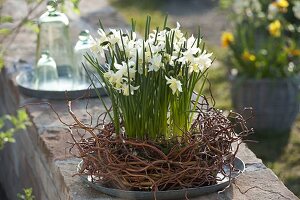 Narcissus 'White Tete a Tete' (Narcissus) in wreath of Salix erythroflexuosa