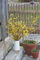 Strauß aus Zweigen von Forsythia (Goldglöckchen) in weißer Kanne