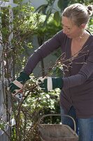 Woman cuts away dead shoots of Rosa (climbing rose) in spring