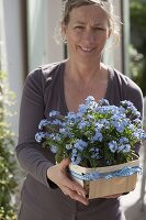 Woman with Myosotis 'Myomark' (Forget-me-not) in chip basket