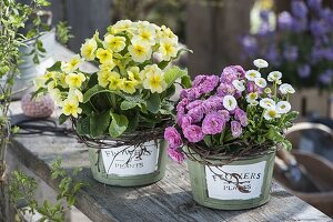 Primula 'Romance' (gefüllte Primel), Primula elatior (hohe Primel), Bellis